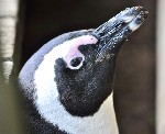 37199