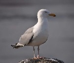 2769
