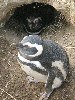 15534