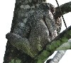 17581