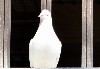 7668