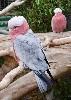 26897