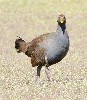 27531