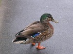 336